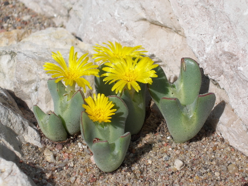 conophytum bilobum v.proximum